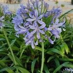 Agapanthus africanusBlomst