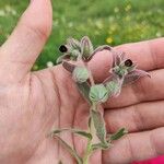 Nonea vesicaria Flor