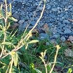 Sisymbrium officinale Habit