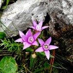 Gentianella germanica Fleur