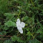 Cyananthus lobatus Habitus