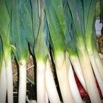Allium porrum Frunză