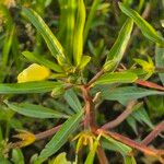 Ludwigia adscendens برگ