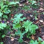 Solanum chrysotrichum Folio