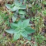 Plantago media Blatt