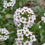Lobularia maritima Virág