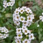 Lobularia maritima Blomma