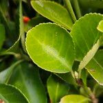 Euonymus japonicus Leaf