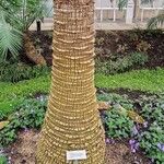 Livistona australis Ekosanga