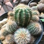 Echinopsis eyriesii Листок