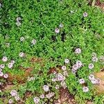 Thymus longicaulis Natur