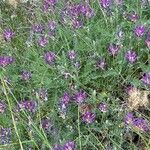 Astragalus onobrychis Alkat (teljes növény)