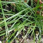 Carex ericetorum Hostoa