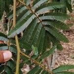 Calliandra houstoniana ഇല