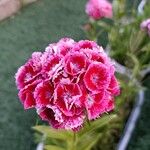 Dianthus barbatusCvet