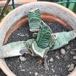 Gasteria excelsa Hostoa