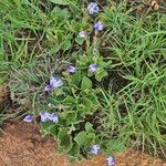 Craterostigma plantagineum Flower