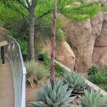 Agave havardiana 叶