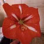 Hippeastrum correienseFlower