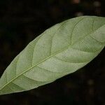 Siparuna decipiens Yaprak
