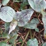 Tinantia pringlei Leaf