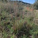 Brachypodium phoenicoides Vekstform