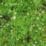 Cardamine flexuosa Flor