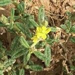 Helianthemum ledifolium Floare