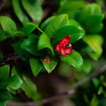 Ochna serrulata Fruit