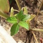 Cleome rutidosperma ഇല