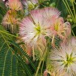 Albizia julibrissin花