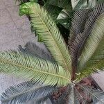 Cycas revolutaഇല