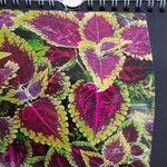 Coleus scutellarioides 葉