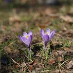 Crocus neapolitanus Flower