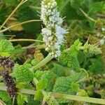 Mentha suaveolensBlomst