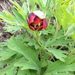 Paeonia californica Агульны выгляд