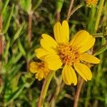 Aspilia mossambicensis Flower