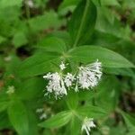 Asperula taurina Flower