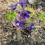 Delphinium tricorne পাতা