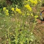 Kalanchoe densiflora Pokrój