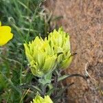 Castilleja occidentalis Žiedas