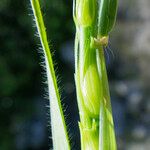 Aegilops ventricosa Buveinė