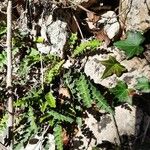 Asplenium ceterach Frunză