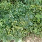 Talinum paniculatum Цветок