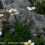 Callianthemum coriandrifolium Цветок