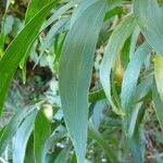 Acacia auriculiformis Blad