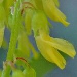 Melilotus officinalis Floare