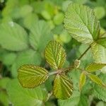 Rubus ferus Folha