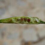 Brassica fruticulosa Fruit