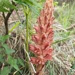 Orobanche rapum-genistae Blomst